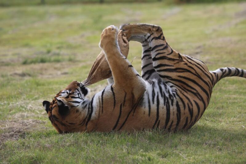 Tiger Valley Tour - Key Points