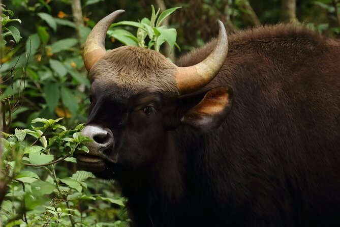 Tigers, Hills and Temples of Karnataka - Exploring Karnatakas Hills