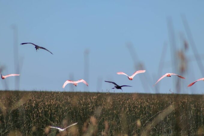 Tigre: Nautical Safari in Tigre/ Biosphere Reserve Boat Tour - Customer Reviews