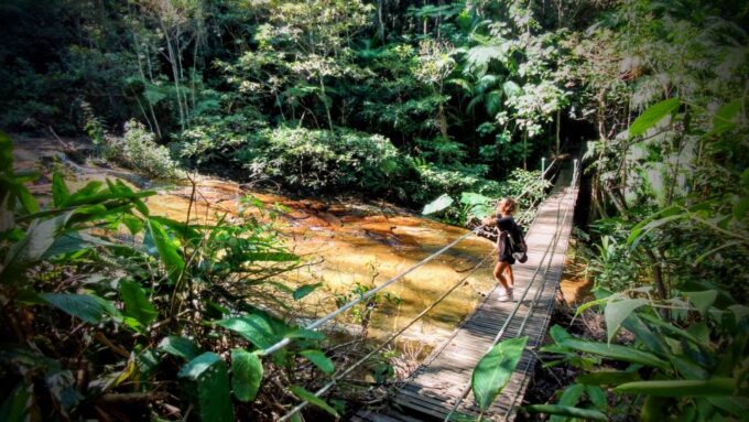 Tijuca Forest: Adventure & History Half-Day Hike - Coffee Farm Ruins
