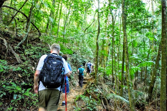 Tijuca Forest Half-Day Hike (Small Group or Private) - Customer Reviews Summary