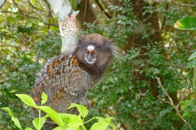 Tijuca National Park and Botanic Garden Guided Tour & Transfer - Inclusions and Logistics