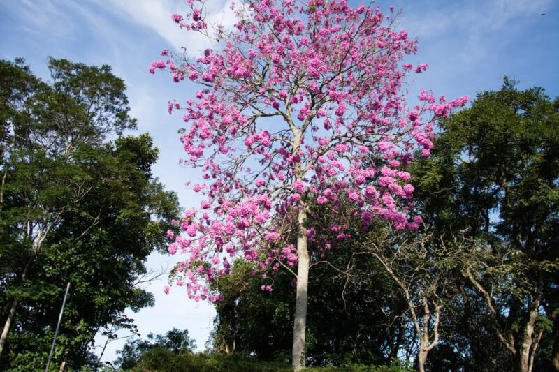 Tijuca National Park With a Photographer - Serene Exploration of Tijuca National Park