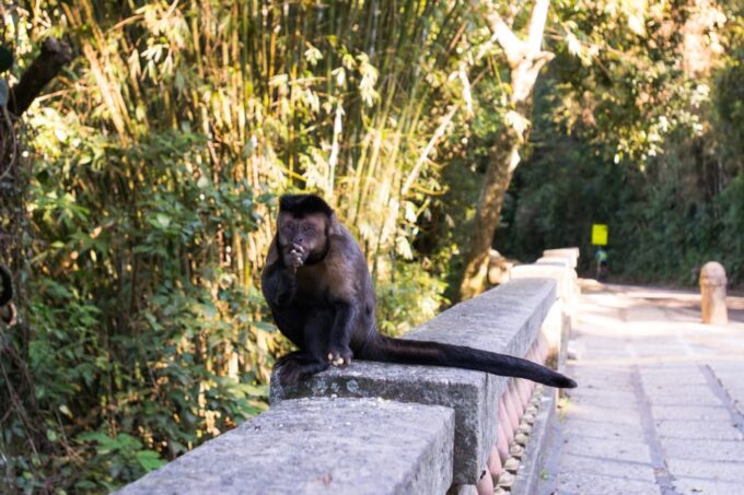 Tijuca National Park With a Photographer - Wheelchair Accessibility for All Guests