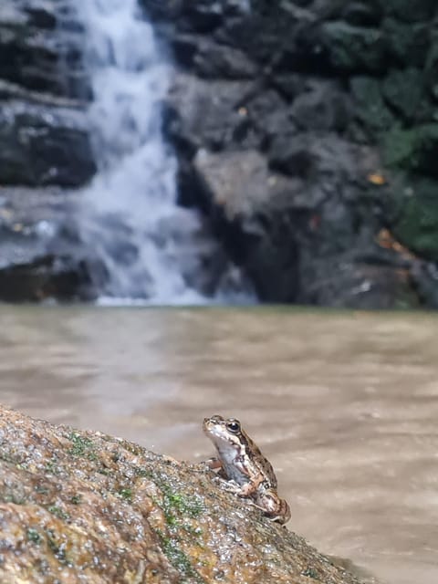 Tijuca Rain Forest - Adventure Through Waterfalls & Caves - Key Points