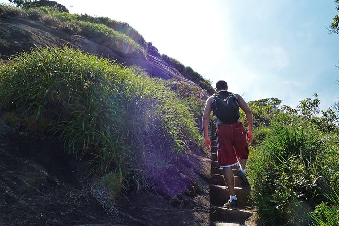 Tijuca Rainforest Hiking Tour in Rio De Janeiro - Transportation and Logistics
