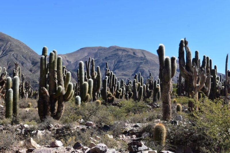 Tilcara: Half Day Mountain Bike Tour With Lunch - Inclusions
