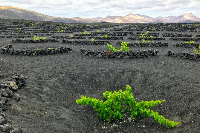 Timanfaya & Lanzarote Volcano Experience - Confirmation and Cancellation Policy