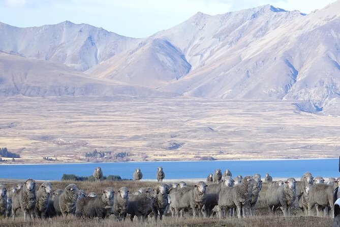 Timaru to Lake Tekapo Scenic Day Tour - Pickup Information