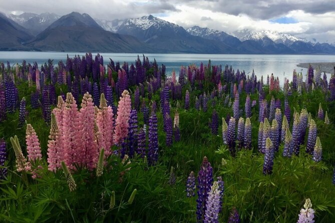Timaru to Lake Tekapo Scenic Day Tour - Host Responses
