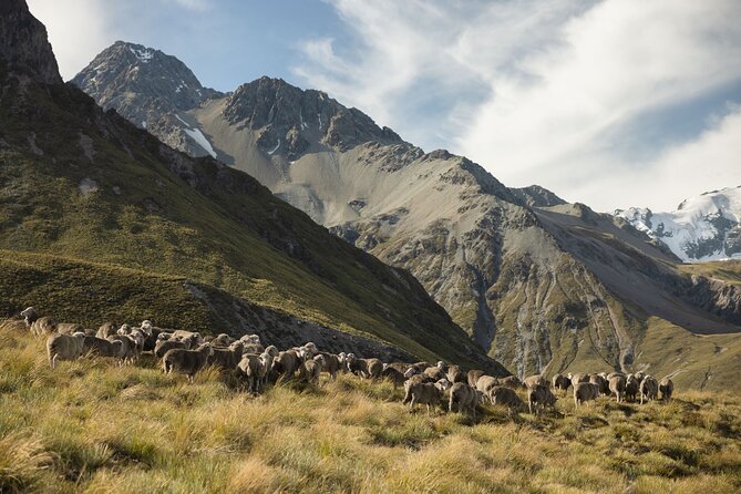 Timaru to Lake Tekapo Scenic Day Tour - Additional Experiences