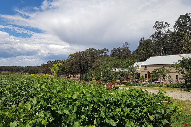 Tintilla Estate: Wine Tasting With a Meat and Cheese Platter - Wine and Food Details