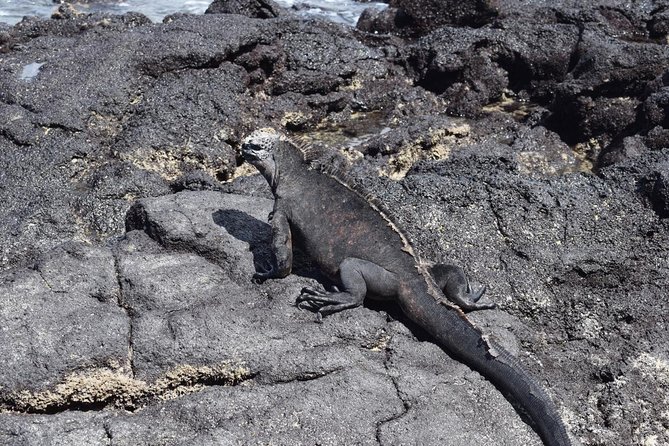 Tintoreras Islet Tour From Isabela - Hiking & Snorkeling in Galapagos Islands - Booking and Pricing