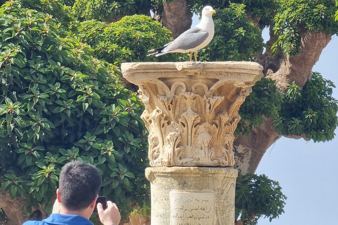 Tipaza Ruins Tour - Tour Details