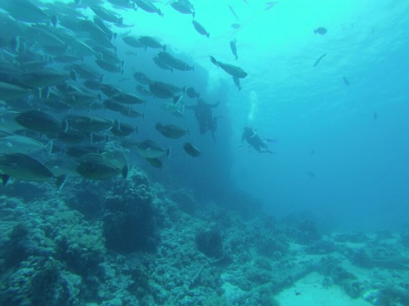 Tiran Island: Full-day Snorkeling, Diving Boat Trip - Customer Feedback