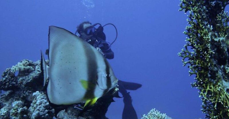 Tiran Island: Full-day Snorkeling, Diving Boat Trip - Pricing and Booking