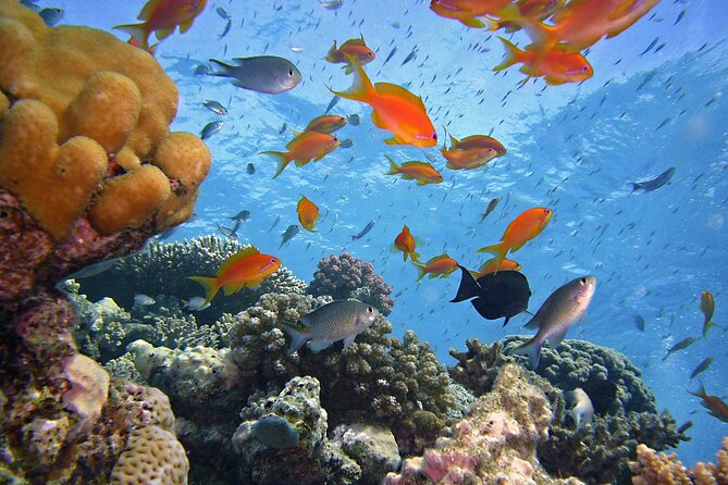 Tiran Island Full Day Snorkeling Sea Trip & Intro Dive 15 Min - Sharm El Sheikh - Snorkeling and Diving Opportunities