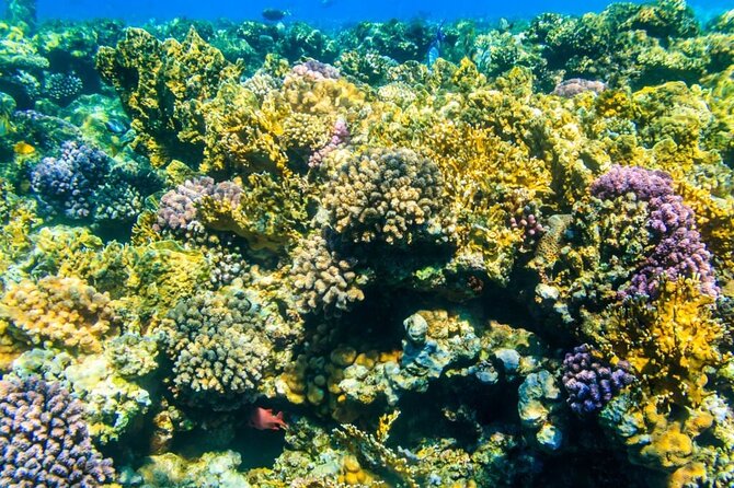 Tiran Island Snorkeling Excursion - Inclusions and Exclusions