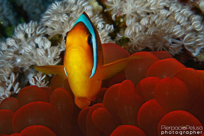 Tiran Island Snorkeling Experience by Yacht Sharm El Sheikh - Snorkeling Highlights