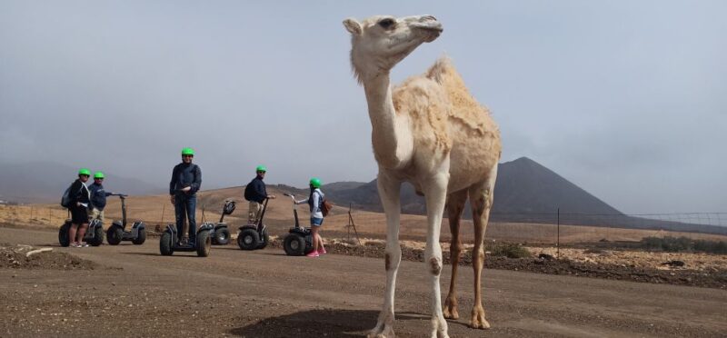 Tiscamanita: Segway Tour, Aloe Vera Farm & Mills Museum - Restrictions