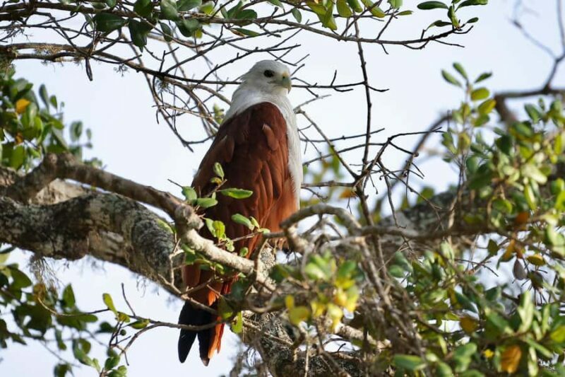 Tissamaharama: Explore birds, Fruit bats & breakfast/Dinner - Key Points