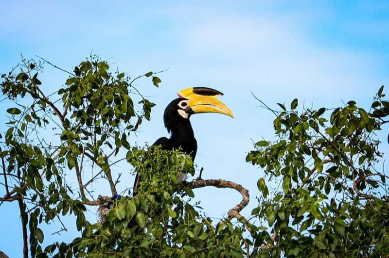 Tissamaharama: Explore birds, Fruit bats & breakfast/Dinner - Who Will Love This?
