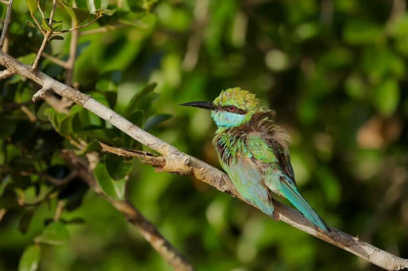 Tissamaharama: Free Dinner with Sunset Birdwatching - Key Points