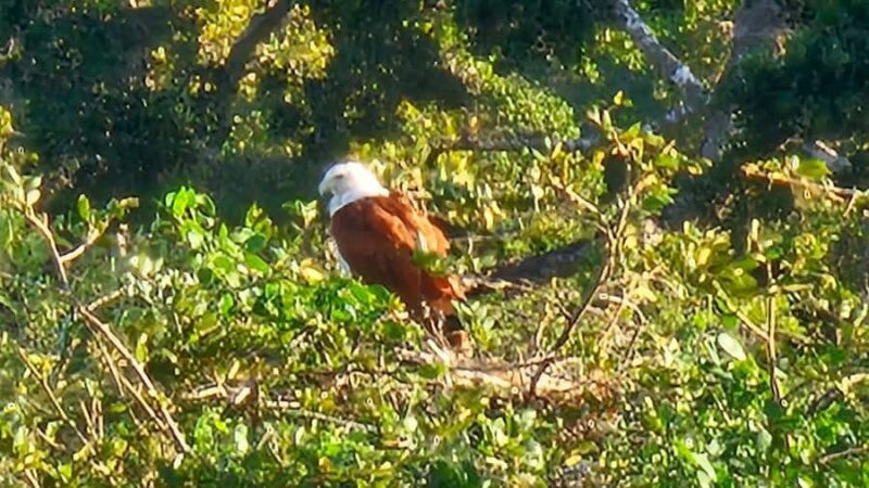 Tissamaharama: Free Dinner with Sunset Birdwatching - An Honest Look: Pros and Cons