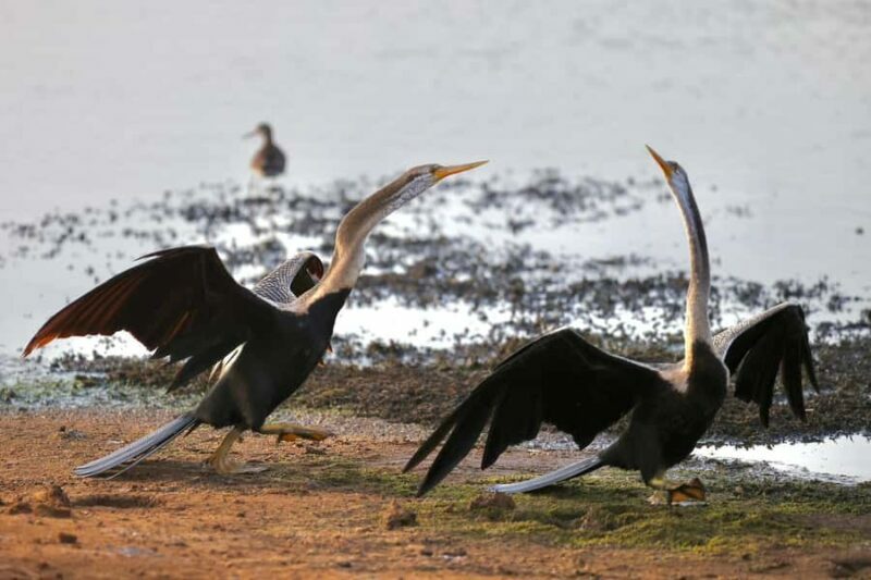 Tissamaharama: Free Dinner with Sunset Birdwatching - Who Should Consider This Tour?