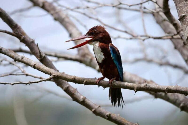 Tissamaharama: Free Dinner with Sunset Birdwatching - Final Thoughts