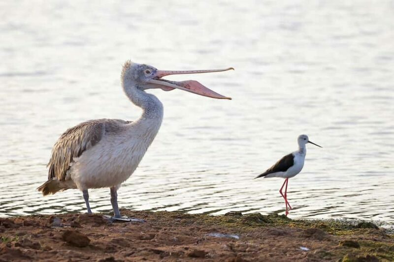 Tissamaharama: Free Dinner with Sunset Birdwatching - FAQ