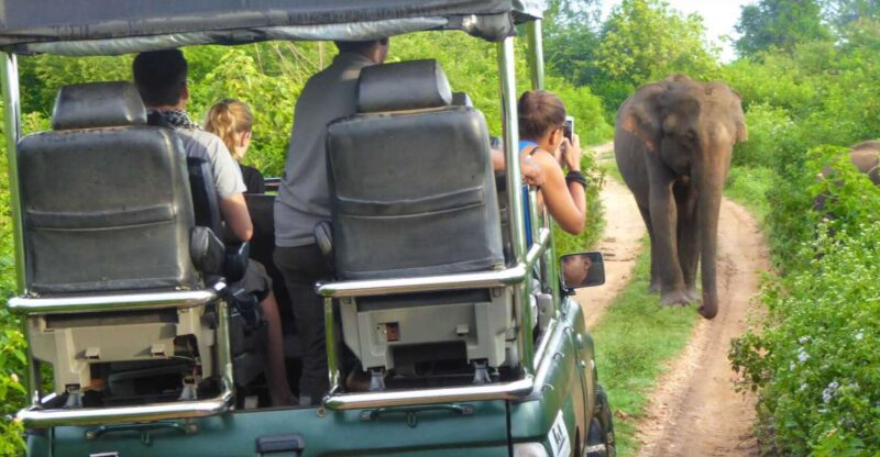 Tissamaharama: Yala National Park Buffer Zone Night Drive - Key Points