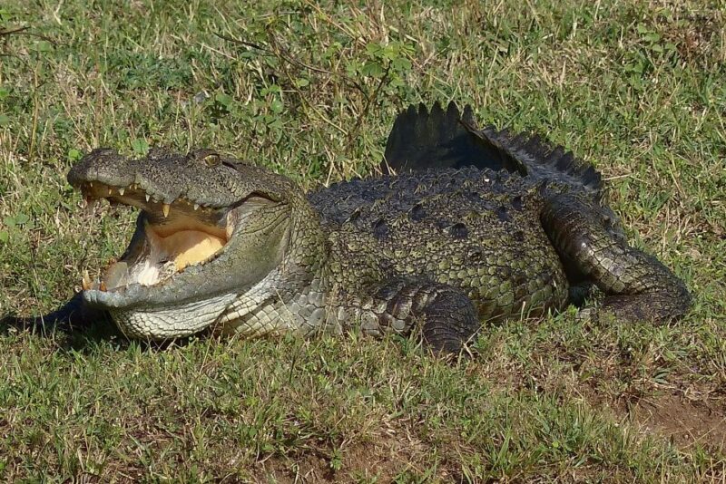Tissamaharama: Yala National Park Buffer Zone Night Drive - Frequently Asked Questions