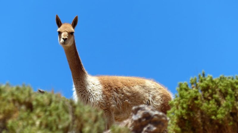Titicaca Lake: Full-Day the Mystic Island - Inclusions