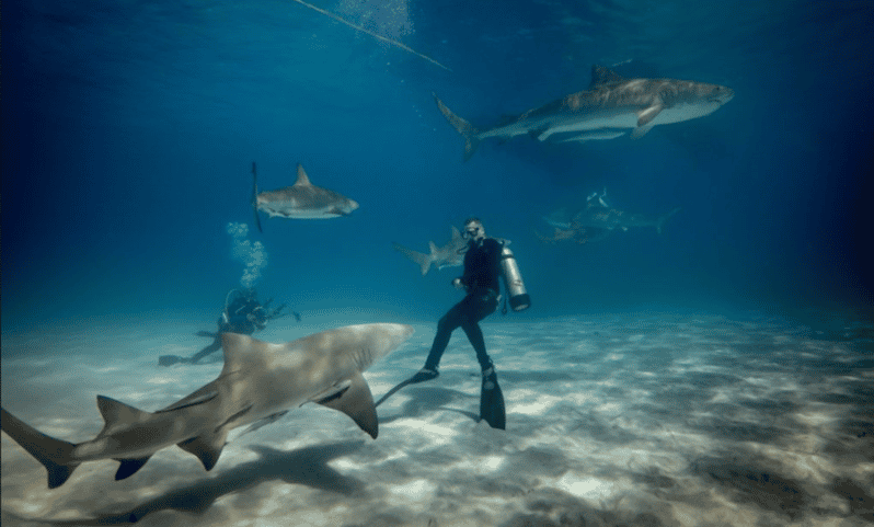 Title: La Paz: Scuba Diving - La Reynita Dive Site - Key Points