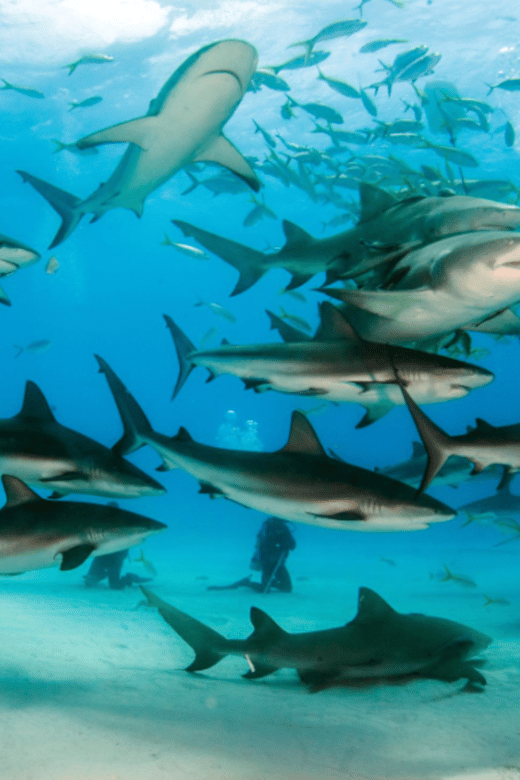 Title: La Paz: Scuba Diving - La Reynita Dive Site - Highlights of the Experience