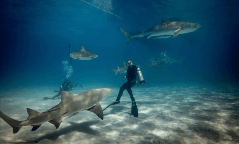 Title: La Paz: Scuba Diving - La Reynita Dive Site - Dive Duration and Group Size