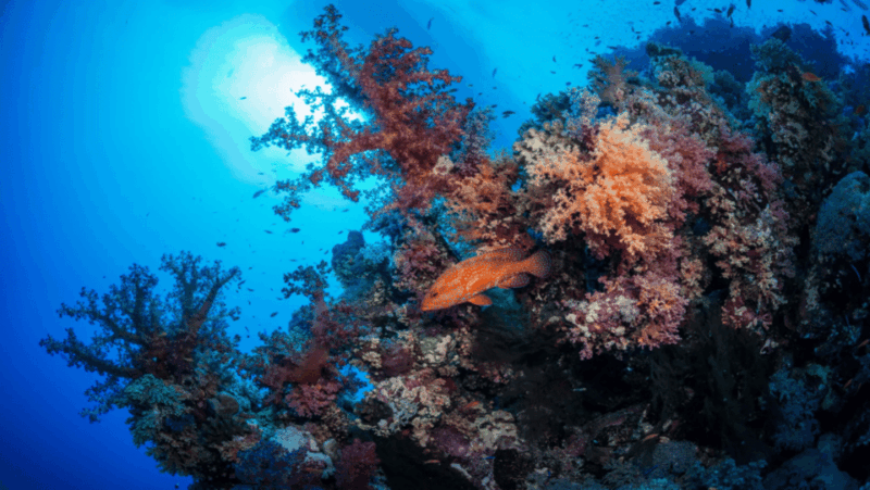 Title: La Paz: Scuba Diving - La Reynita Dive Site - Languages and Tour Guide