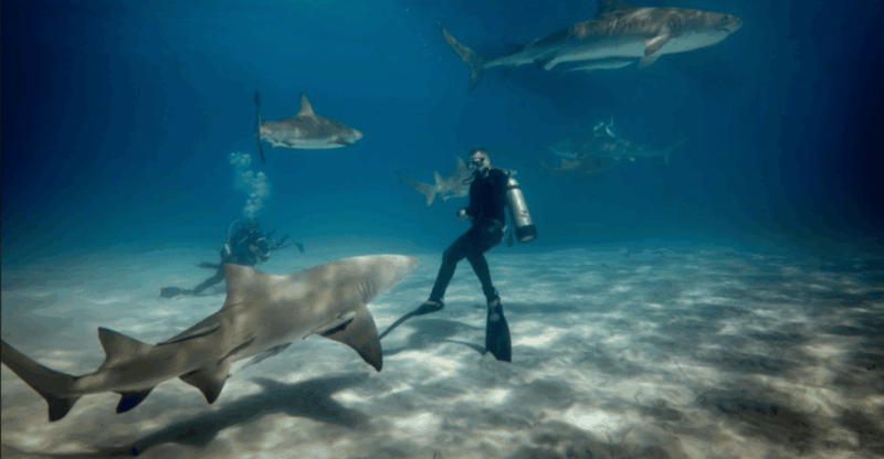Title: La Paz: Scuba Diving - La Reynita Dive Site - Additional Costs and Add-ons
