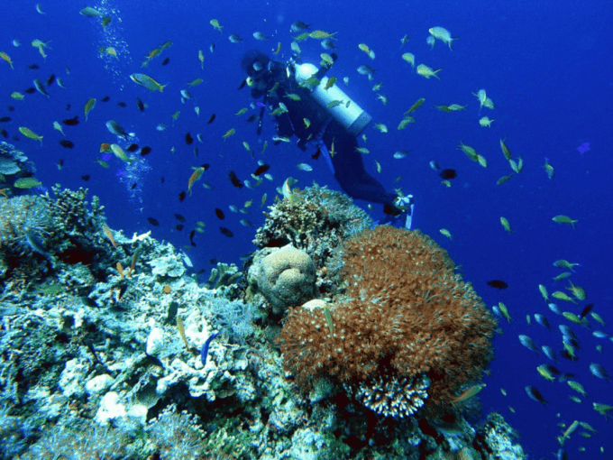 Title: La Paz: Scuba Diving - La Reynita Dive Site - Marine Life Encounters