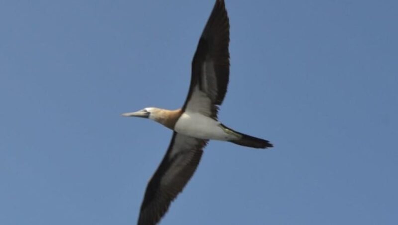 Title: Puerto Vallarta: Marietas Island Shamballa II - Marine Life Encounters