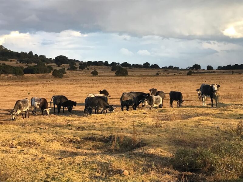 Tlaxcala Haciendas Tour - Ranching Traditions