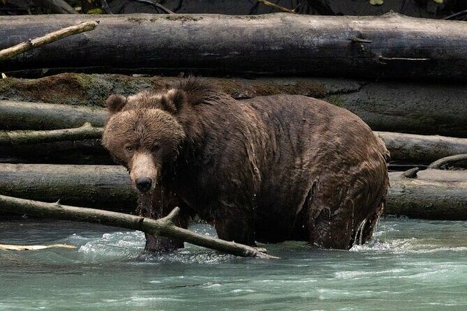 Toba Bears and Wilderness Grizzly Bear Viewing in Campbell River - Key Points