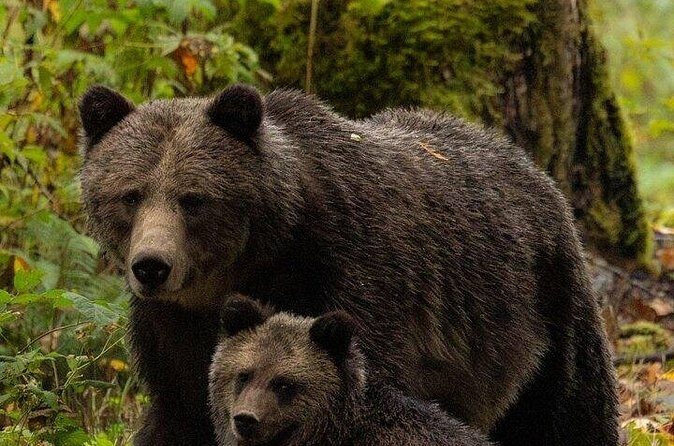 Toba Bears and Wilderness Grizzly Bear Viewing in Campbell River - Frequently Asked Questions