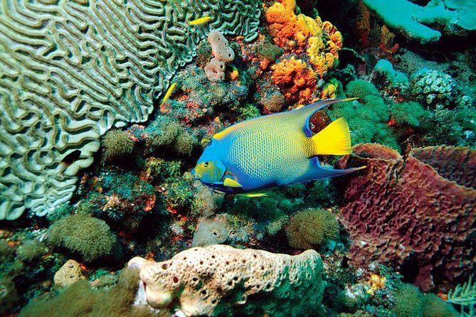 Tobago Buccoo Reef Glass Bottom Boat Cruise and Island Sightseeing Tour - Buccoo Reef: The Underwater Treasure