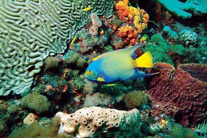 Tobago Buccoo Reef Glass Bottom Boat Tour - Customer Reviews and Feedback
