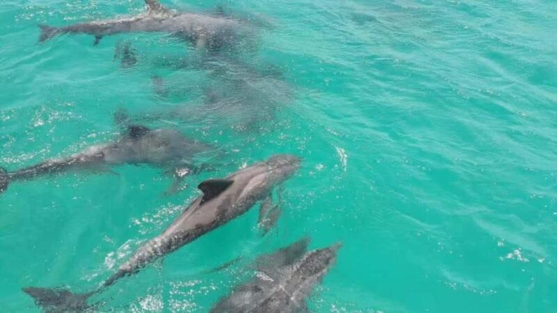 Tobago: Coastal Boat Tour with Snorkeling and Rum Punch - Key Points