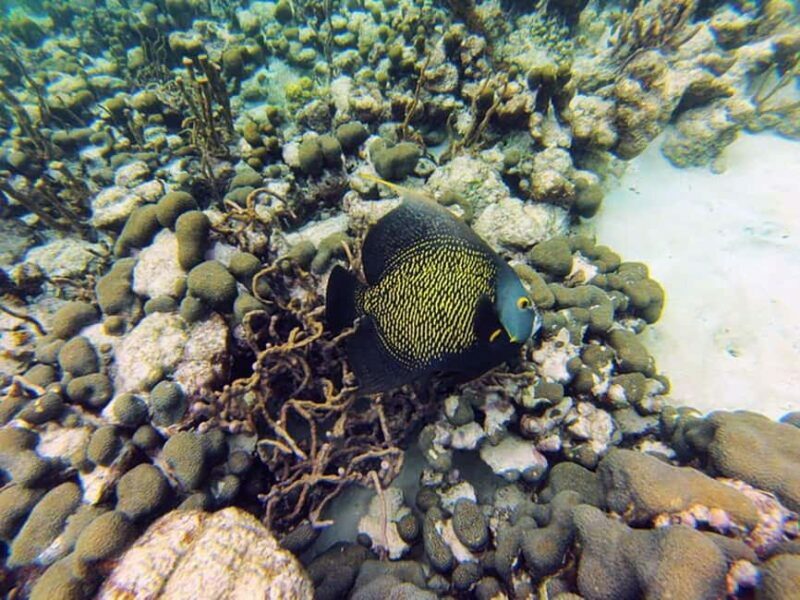 Tobago: Coral Reef Boat Tour with BBQ and Transfer - The Sum Up
