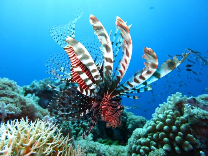 Tobago: Glass Bottom Boat & Highlights Tour - Relaxation at Pigeon Point