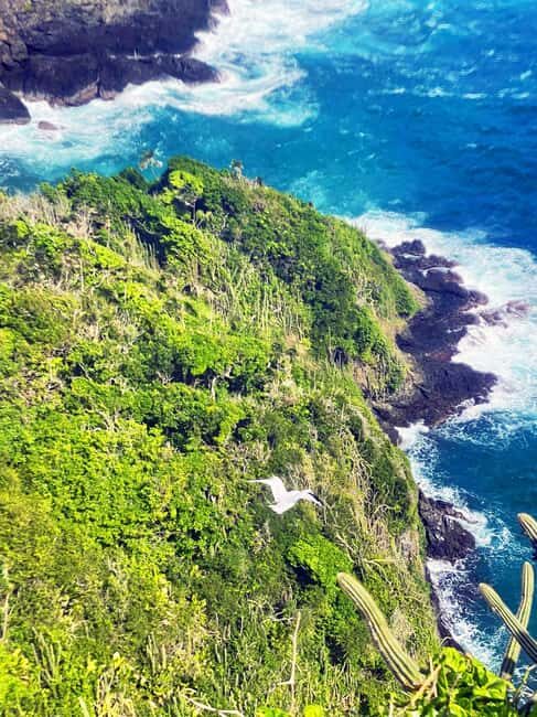 Tobago: Little Tobago Bird Sanctuary Visit and Boat Tour - Final Thoughts